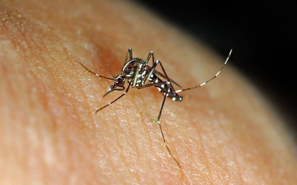 Asian tiger mosquitoes: UK health officials issue warnings