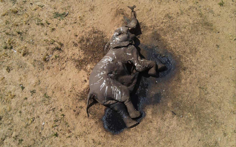 100 elephants die in Zimbabwe due to drought 