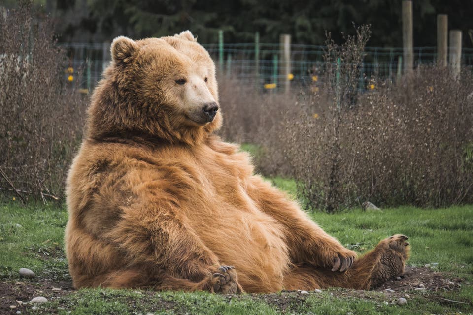<p>This autumn we're rejecting the homogenised approach to fitness that we’ve been fed for so long — harder, faster, twice a day — and instead moving like a Fat Bear. </p>
