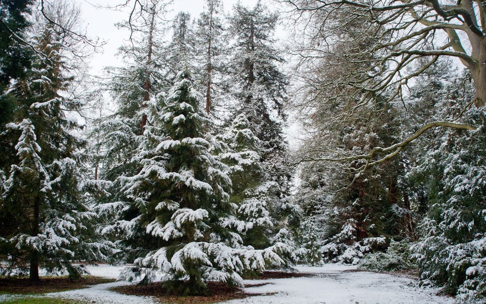 Festive walks to spot Christmas trees in the wild from Soho to Kew