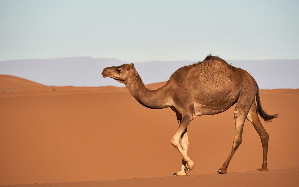 Residents shocked as woman walks camel through London street